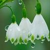 rainingrachels